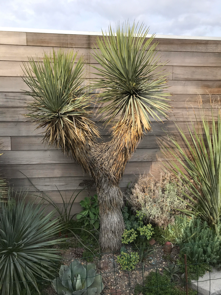 Yucca