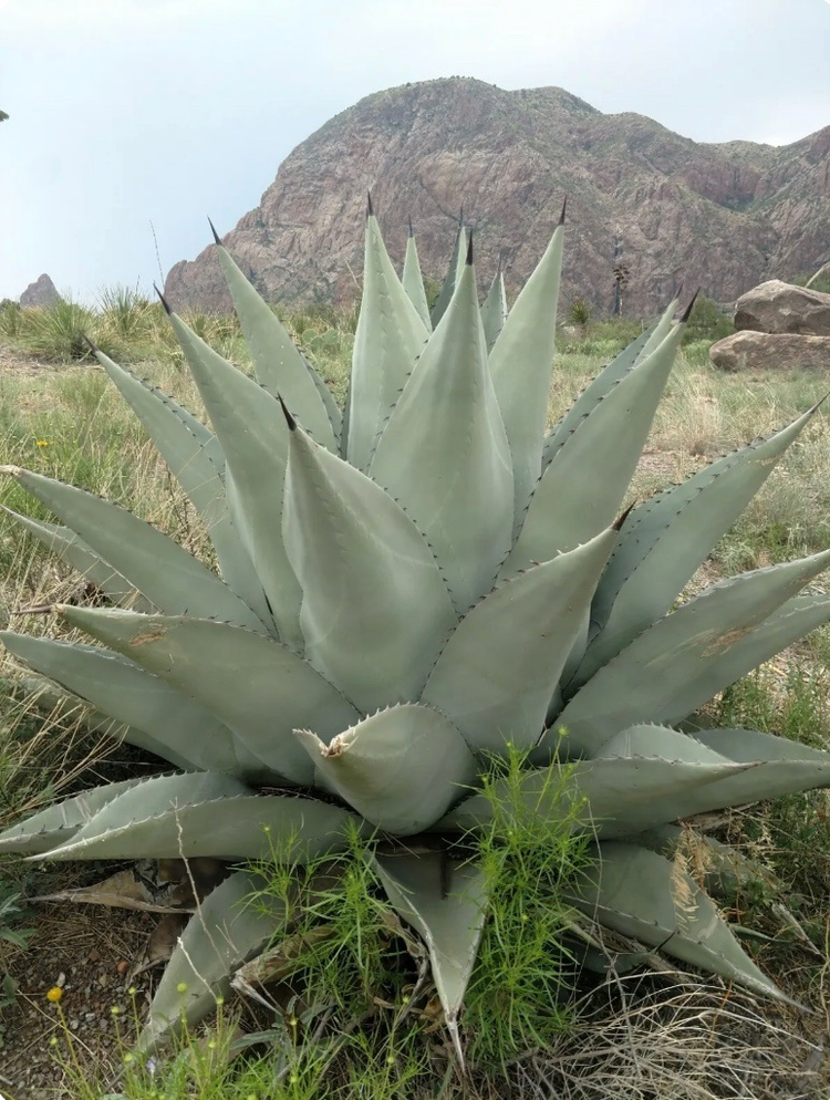 Agave