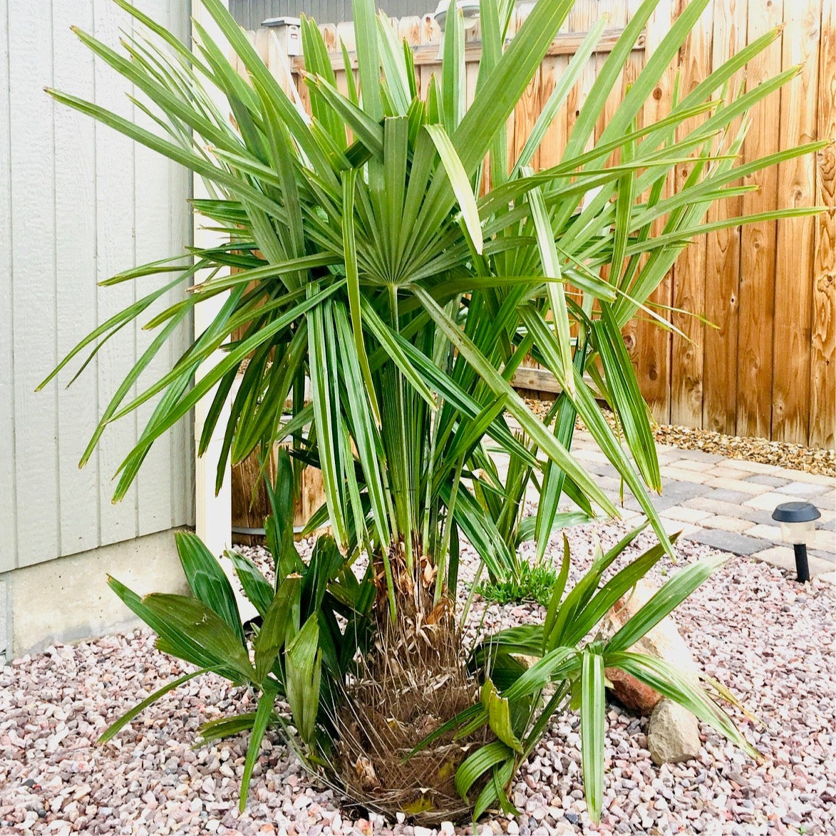 Rhapidophyllum hystrix ‘Oregon’ Needle Palm COLD HARDY