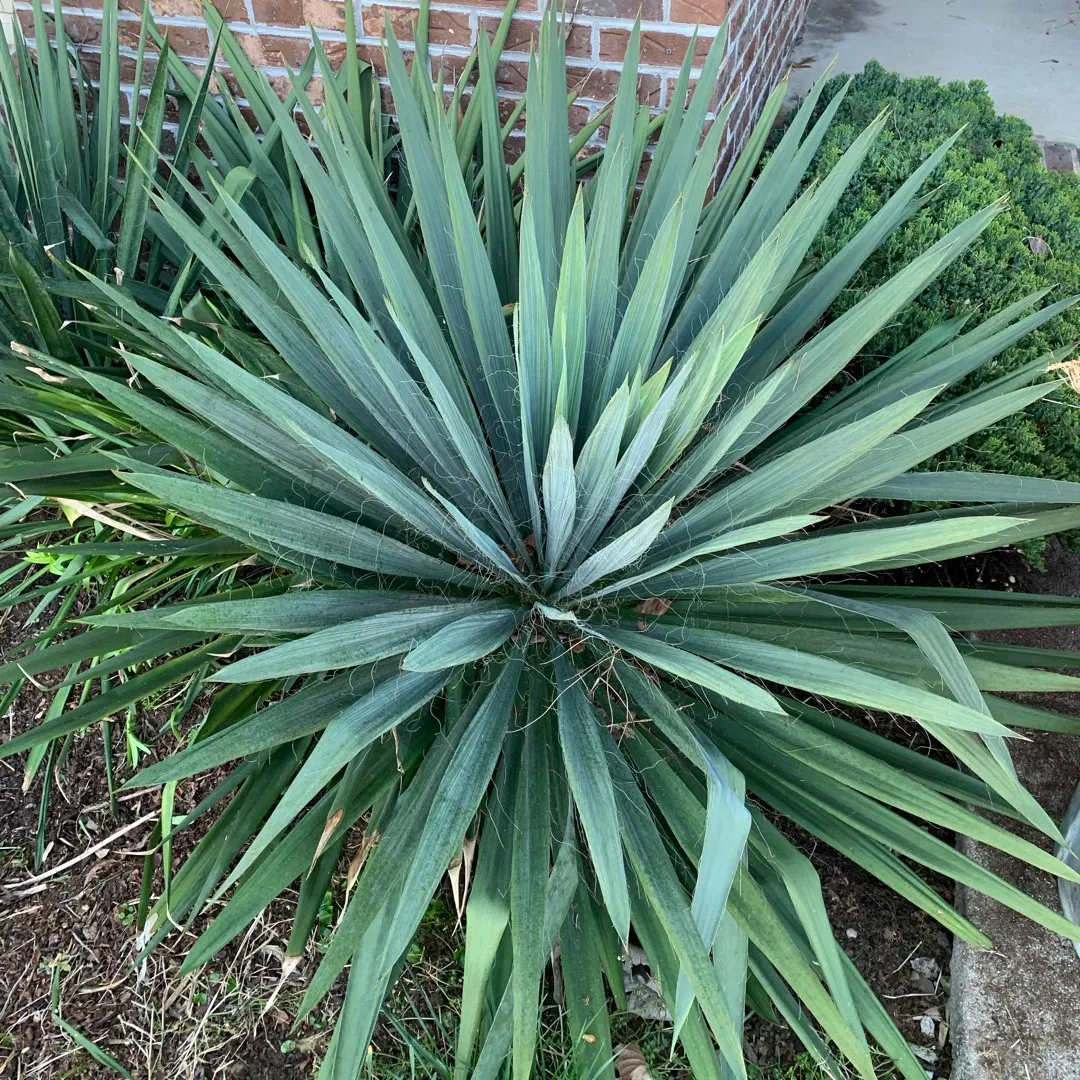 Yucca filimentosa 'Excalibur' COLD HARDY