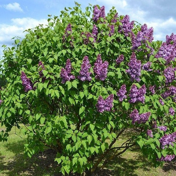 Syringa vulgaris 'Lilac' Tree - COLD HARDY - Seeds!