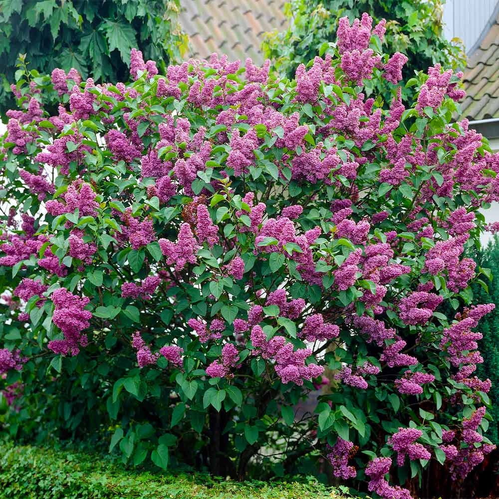 Syringa vulgaris 'Lilac' Tree - COLD HARDY - Seeds!