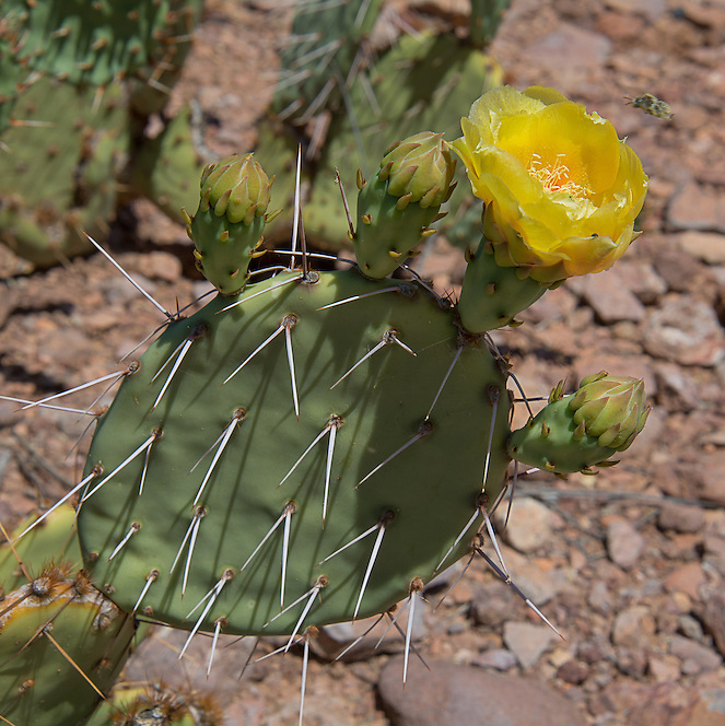 Prickly Pear Cactus 'Vejo' (Opuntia gilvescens) Seeds