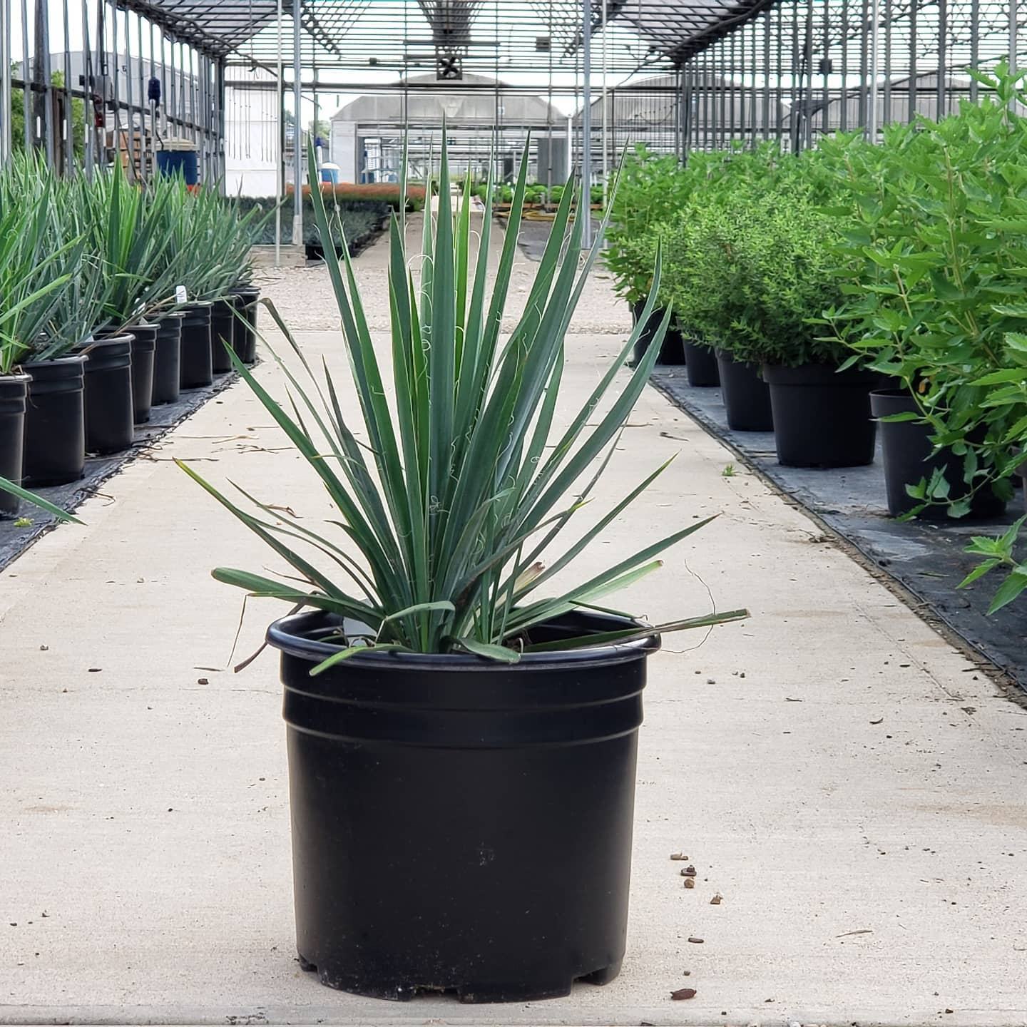 Yucca filimentosa 'Excalibur' COLD HARDY