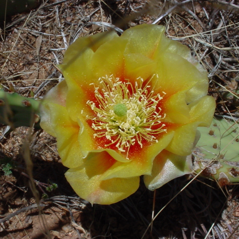 Prickly Pear Cactus 'Grand Canyon' (O. dulcis x) COLD HARDY