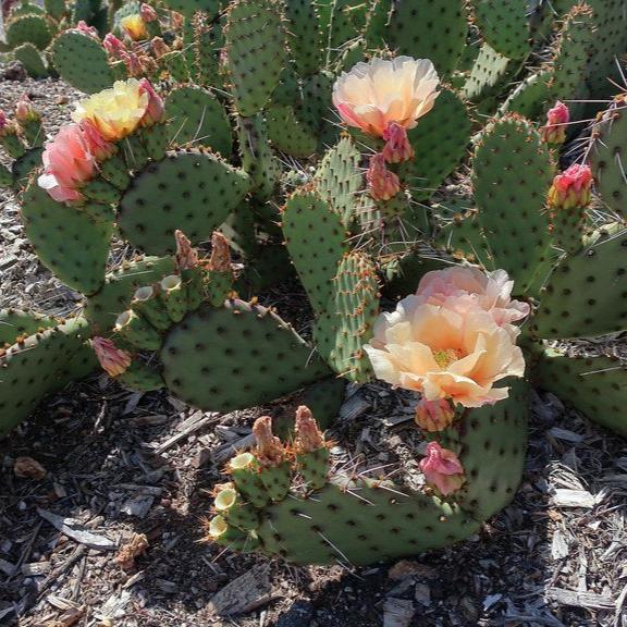 Prickly Pear Cactus 'Pina Colada' (Opuntia charlestonensis) Seeds