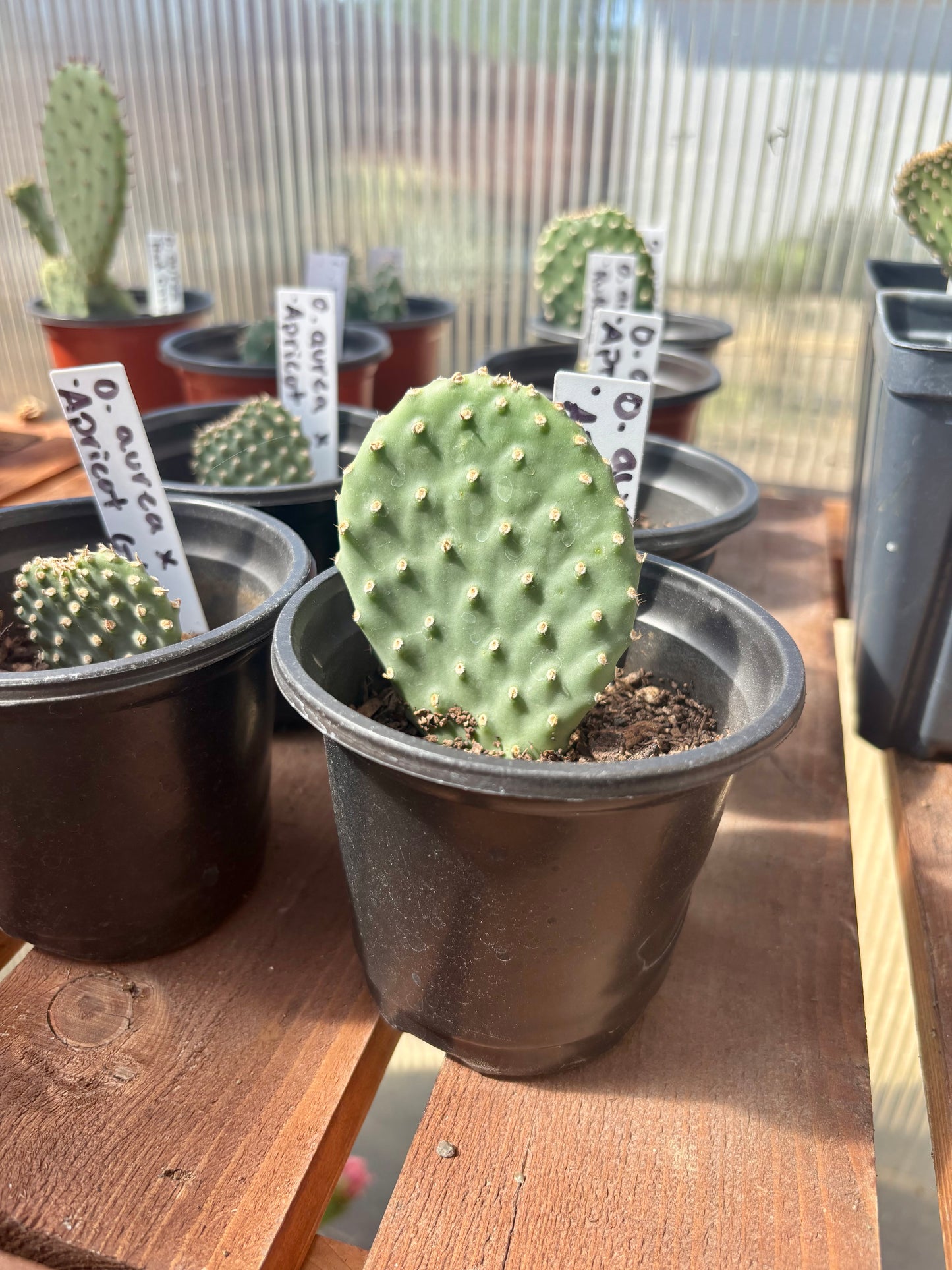 Beavertail Cactus 'Apricot Glory' (Opuntia aurea hyb) COLD HARDY