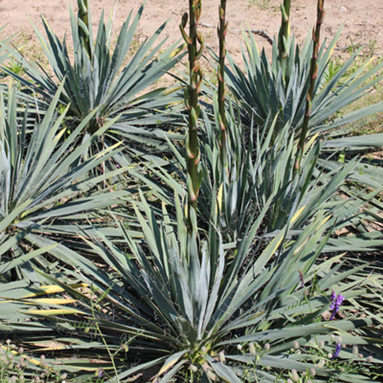 Yucca filimentosa 'Excalibur' COLD HARDY