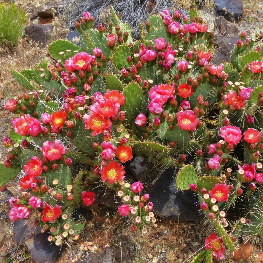 Prickly Pear Cactus 'Wildfire' (Opuntia woodsii x) Seeds