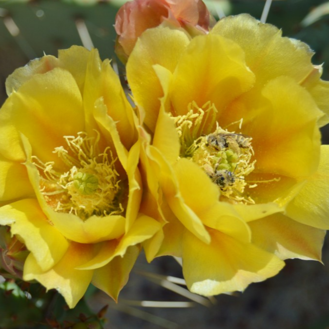 Prickly Pear Cactus 'Vejo' (Opuntia gilvescens) Seeds