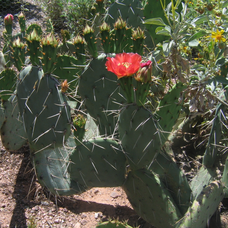 Prickly Pear Cactus 'Wildfire' (Opuntia woodsii x) Seeds