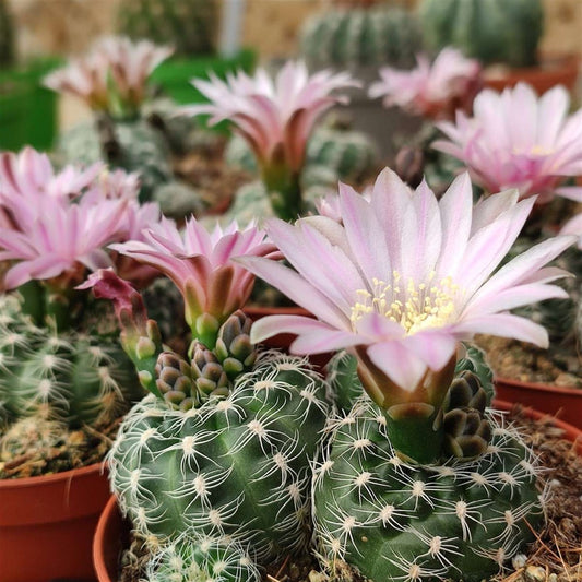 Chin Cactus 'Dwarf Barrel' (Gymnocalycium bruchii) COLD HARDY