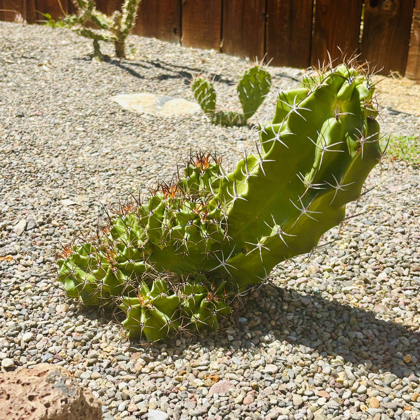 Claret Cup Cactus 'Alamogordo' (E. triglochidiatus x) COLD HARDY
