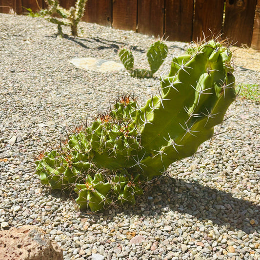 Claret Cup Cactus 'Alamogordo' (E. triglochidiatus x) COLD HARDY