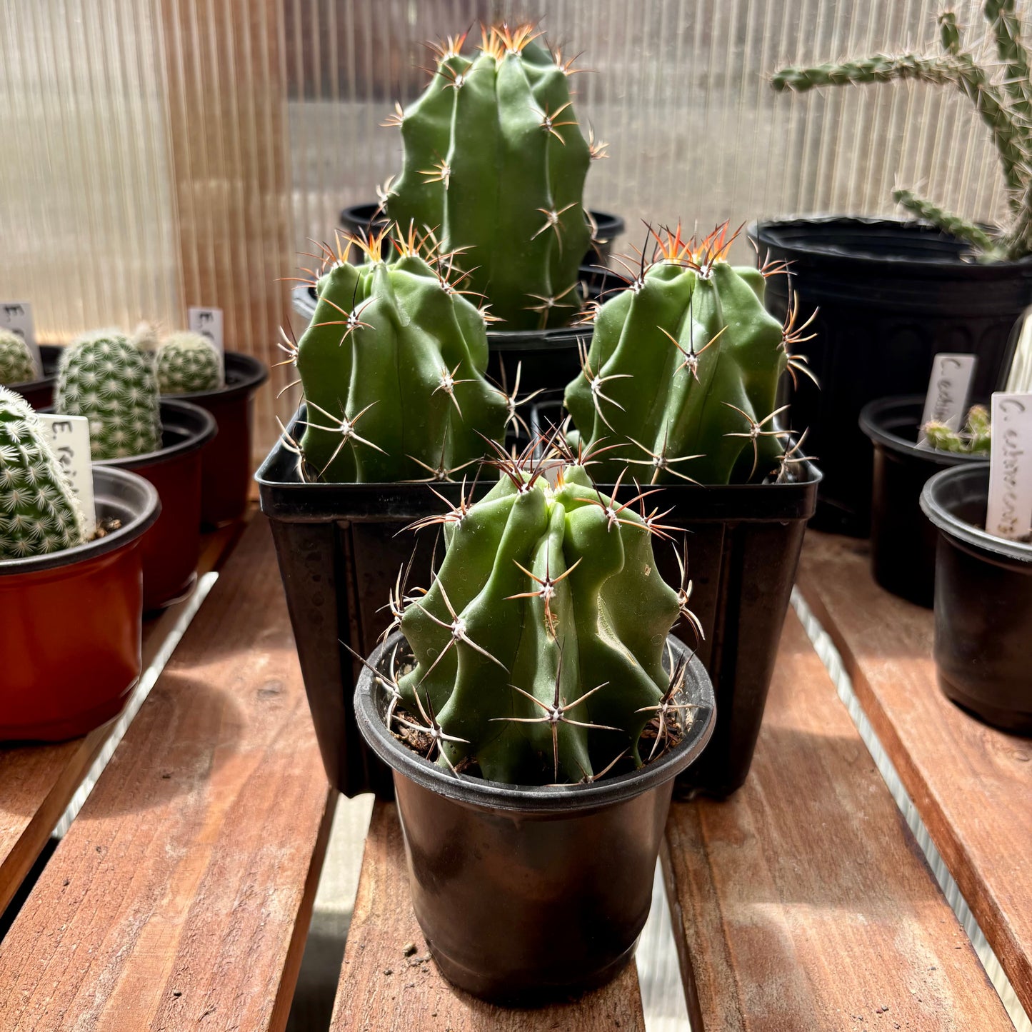 Claret Cup Cactus 'Alamogordo' (E. triglochidiatus x) COLD HARDY