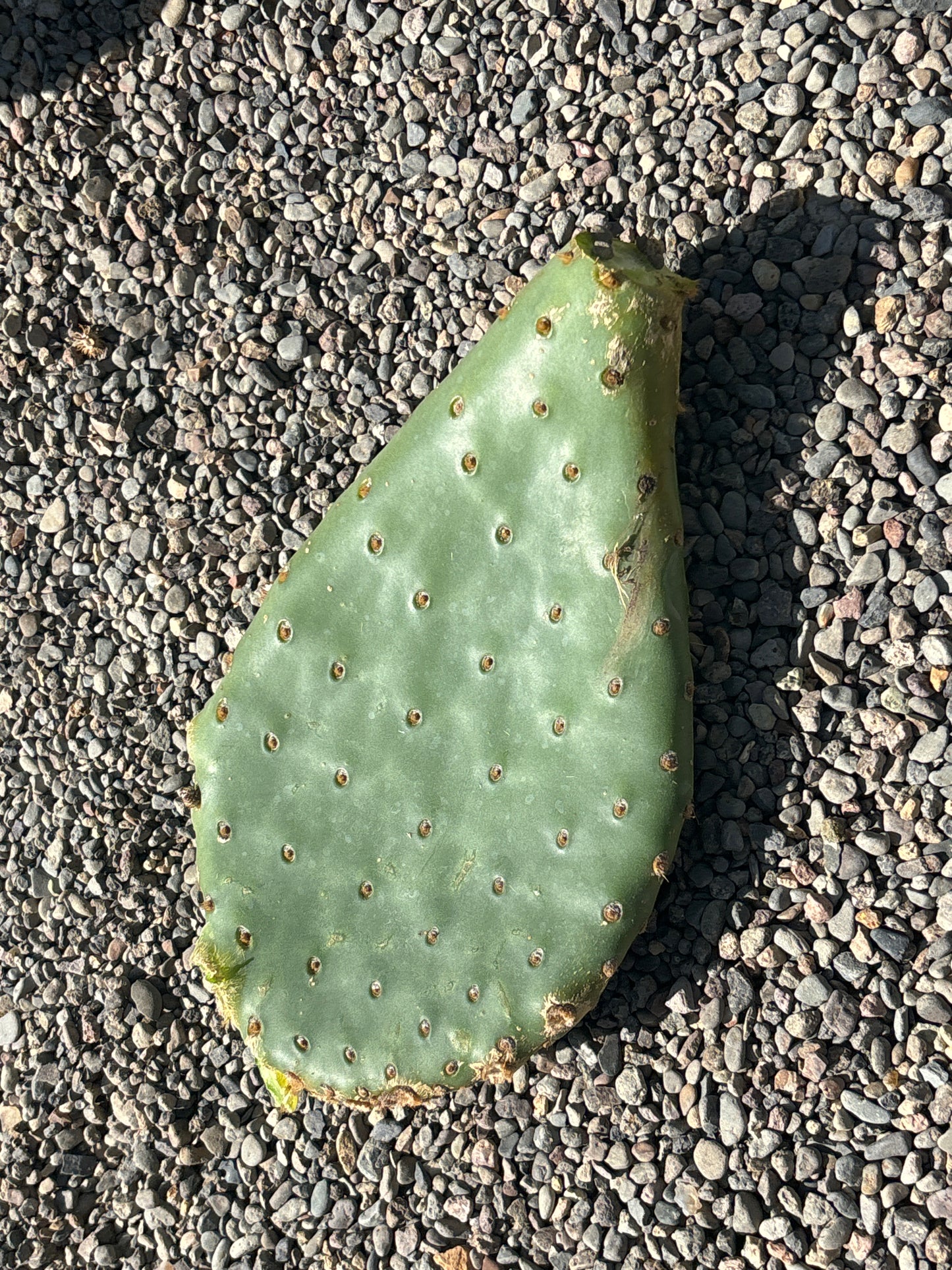 Beavertail Cactus 'Ruffled Papaya' (Opuntia aurea hyb) COLD HARDY
