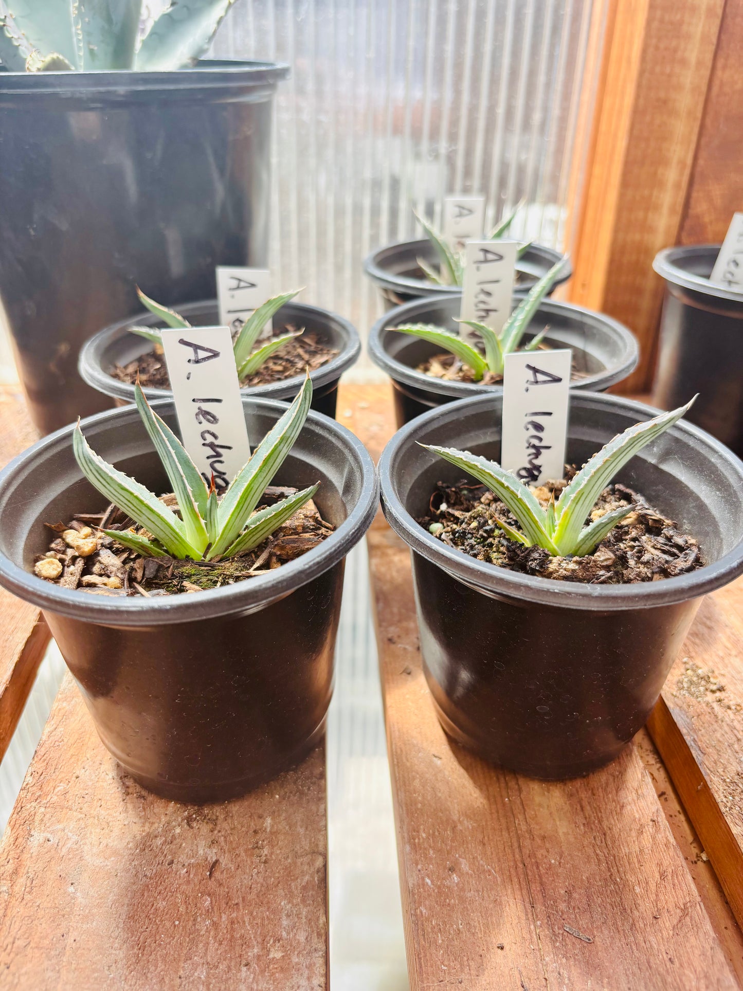 Agave lechuguilla 'Shin Dagger" COLD HARDY ZONE 6