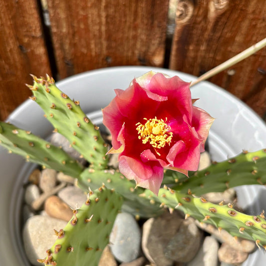 Prickly Pear Cactus 'Flame Thrower' (Opuntia humifusa x) COLD HARDY
