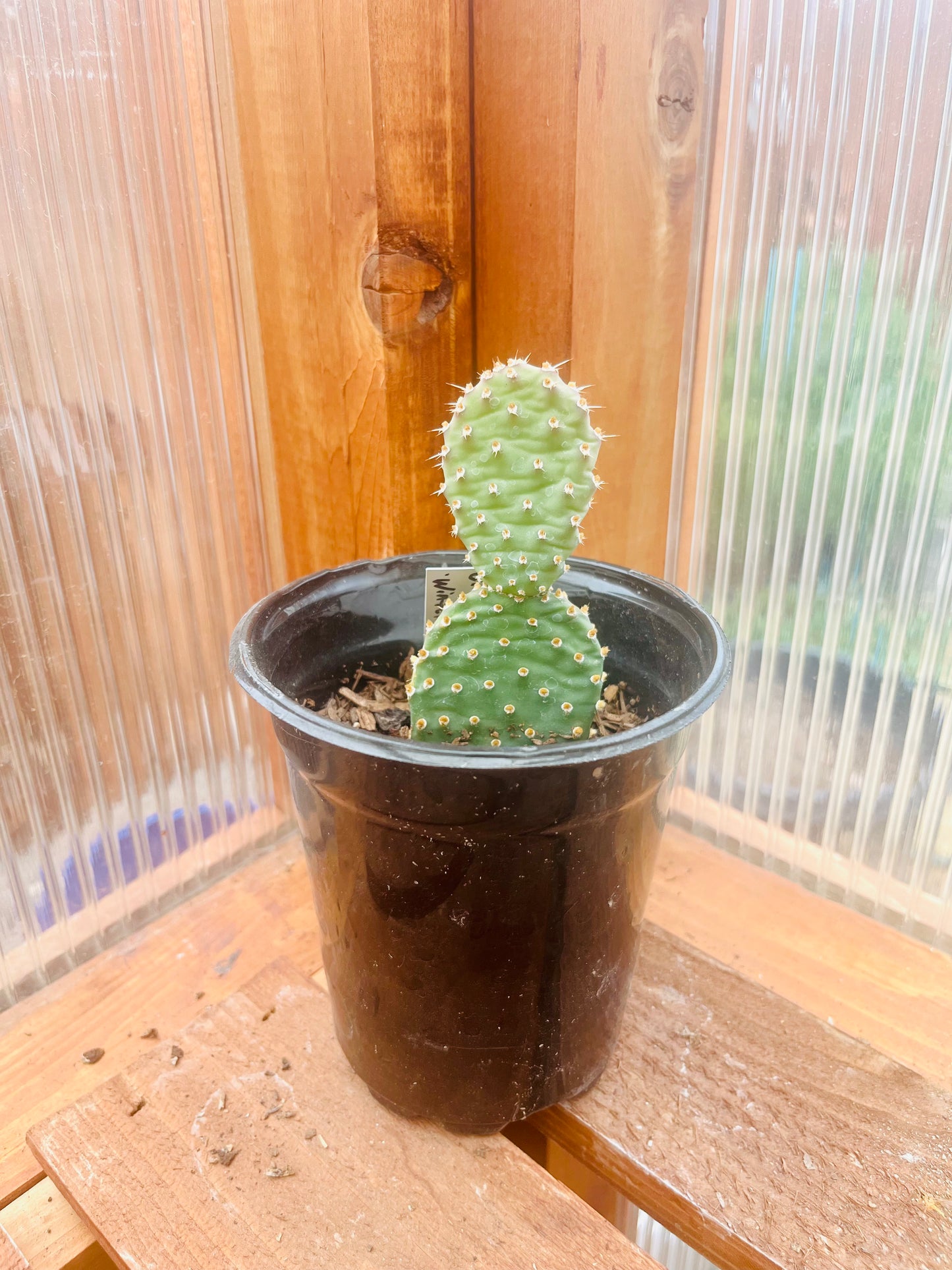 Beavertail Cactus 'Winter Glow' (Opuntia auera) COLD HARDY