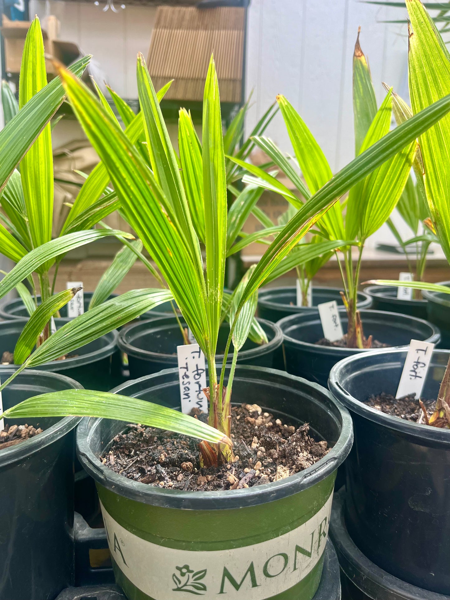 Trachycarpus fortunei 'Tesan' Windmill Palm COLD HARDY