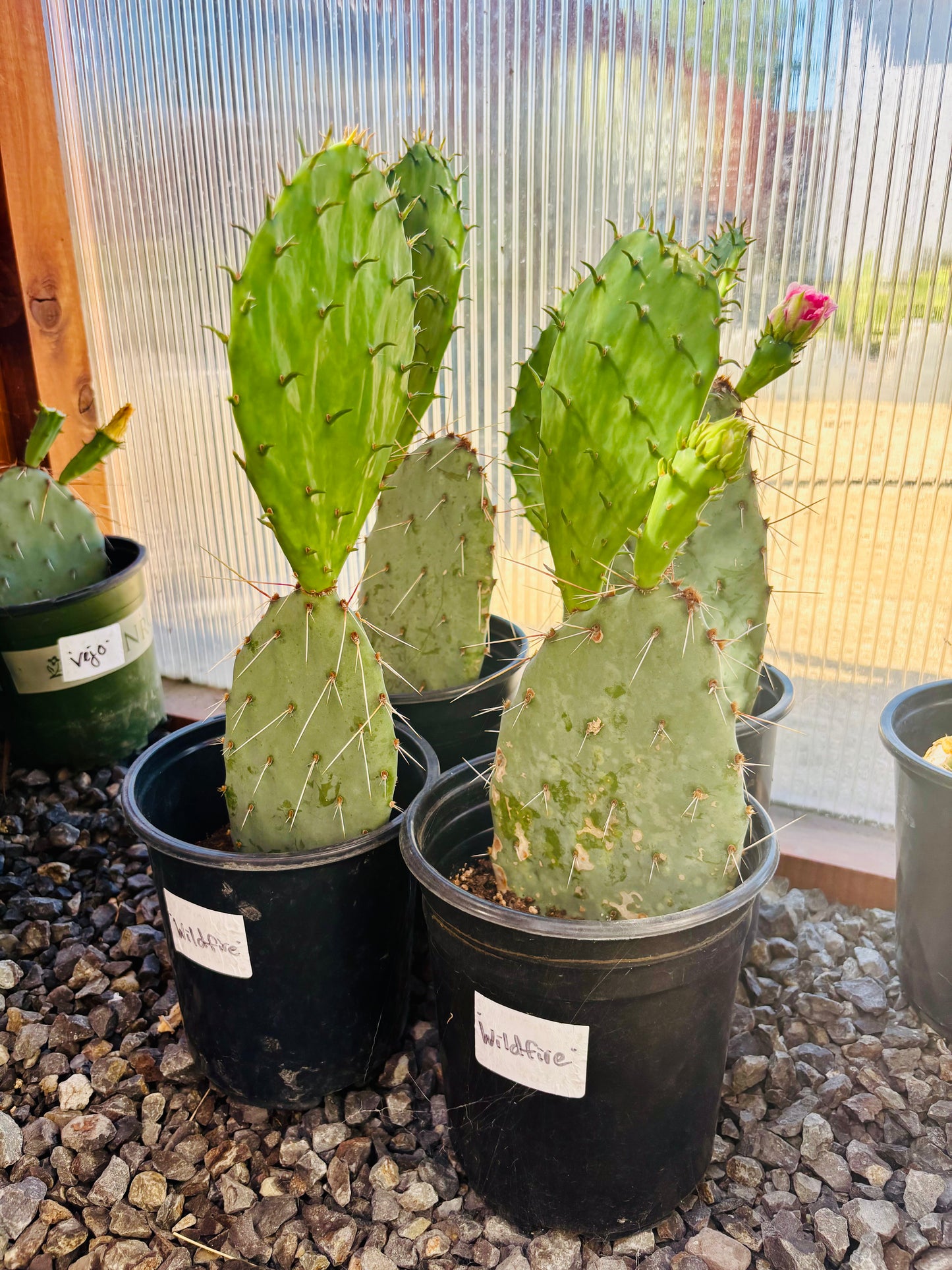 Prickly Pear Cactus 'Wildfire' (O. woodsii hyb) COLD HARDY