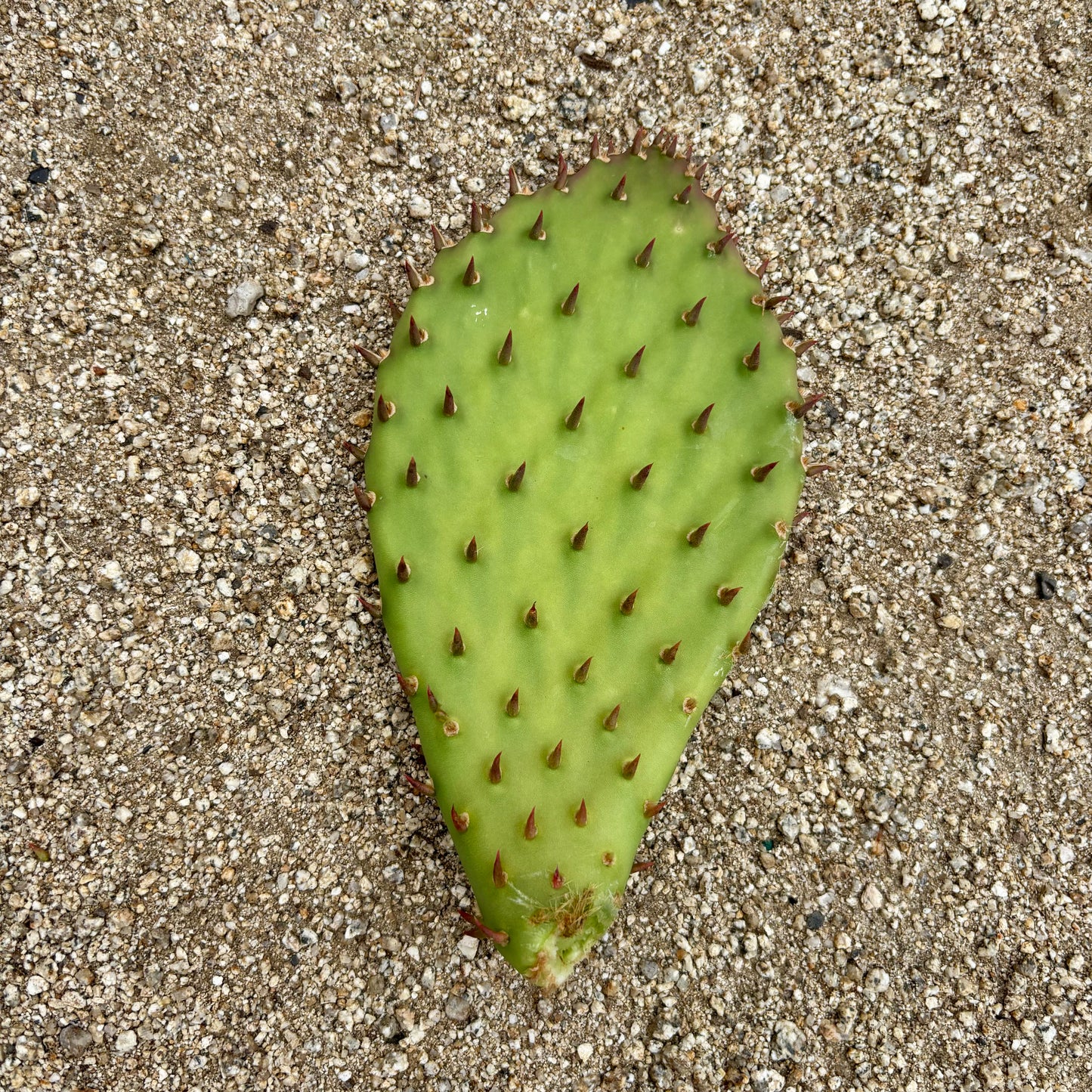 Prickly Pear Cactus 'Cow's Hybrid' (Opuntia engelmannii x) COLD HARDY