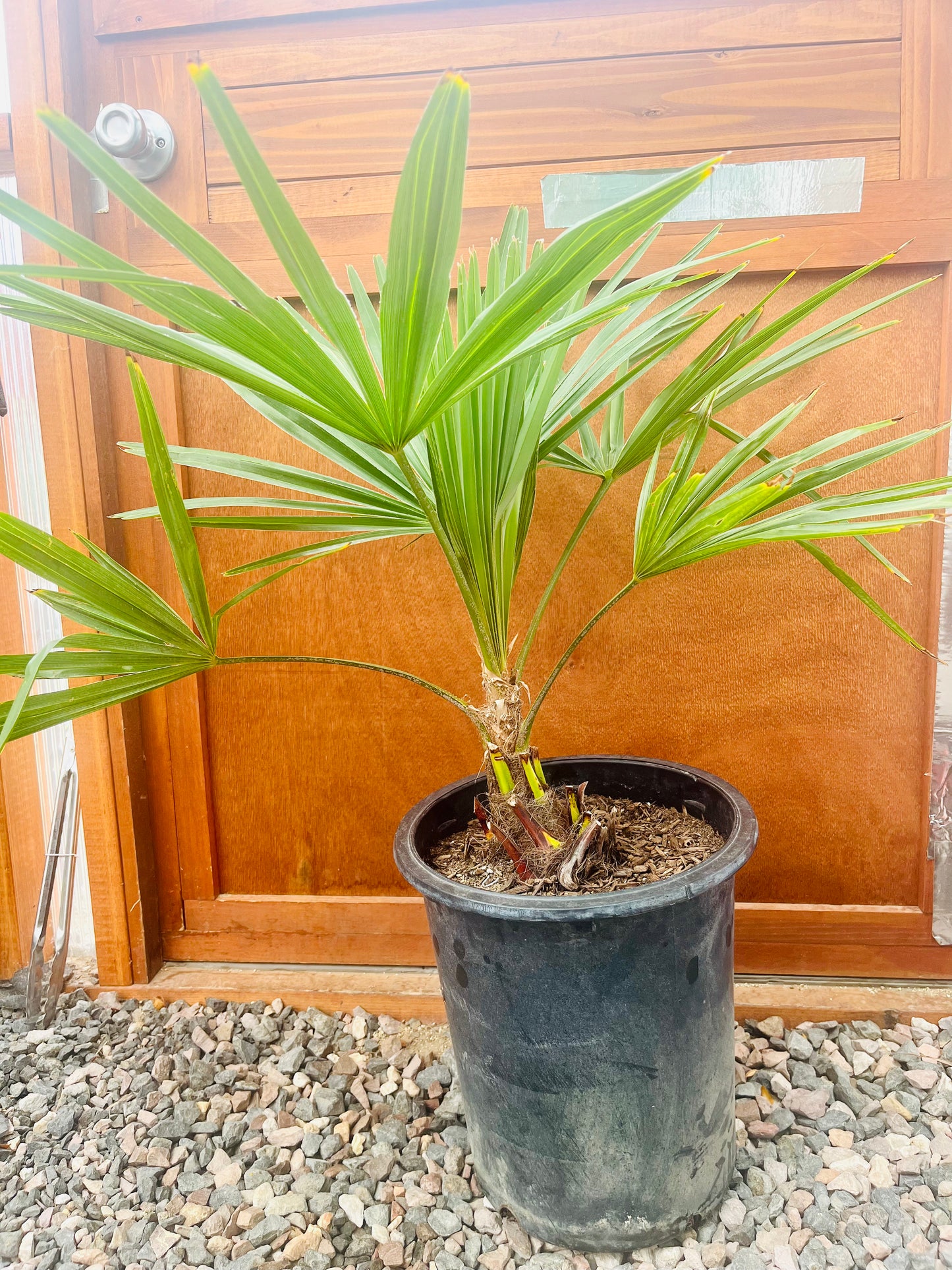 Trachycarpus fortunei ‘Bulgaria’ Windmill Palm COLD HARDY