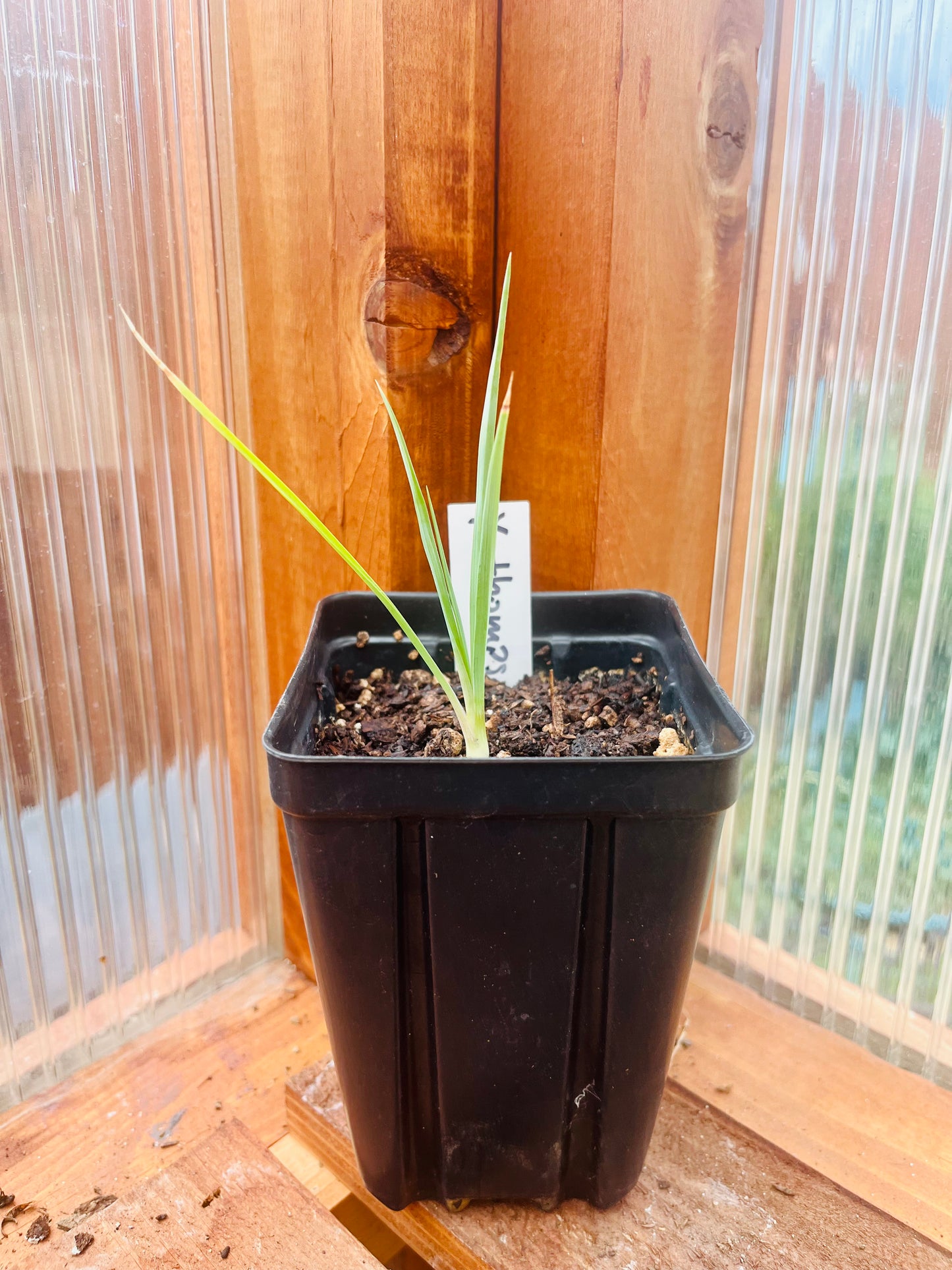 Yucca thompsoniana 'OR' (Thompson Yucca) COLD HARDY