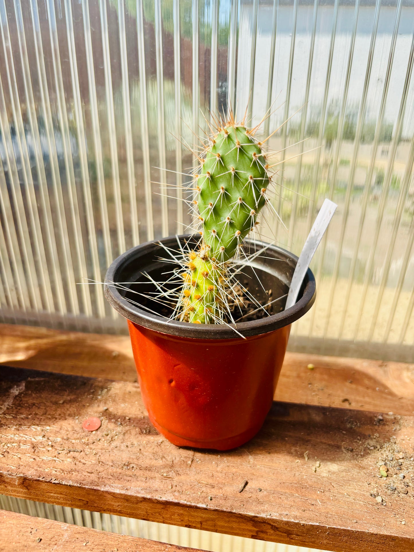 Prickly Pear Cactus 'Hot Pink' (Opuntia polyacantha) COLD HARDY