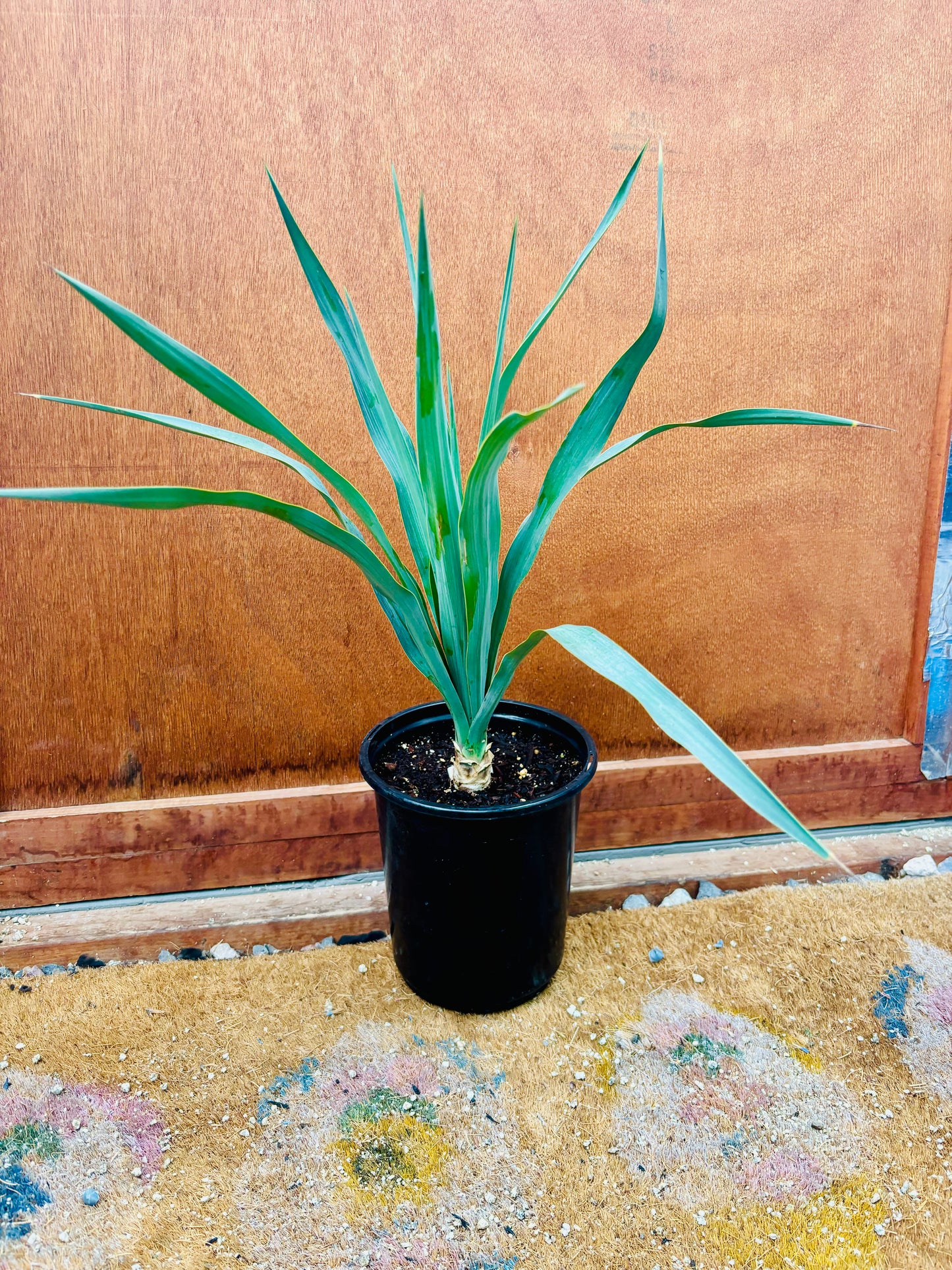 Yucca recurvifolia 'OR' - Curved Leaf Yucca COLD HARDY