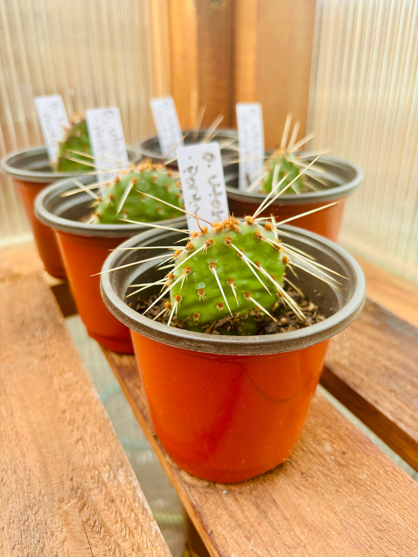 Prickly Pear Cactus 'Pina Colada' (Opuntia charlestonensis) HARDY