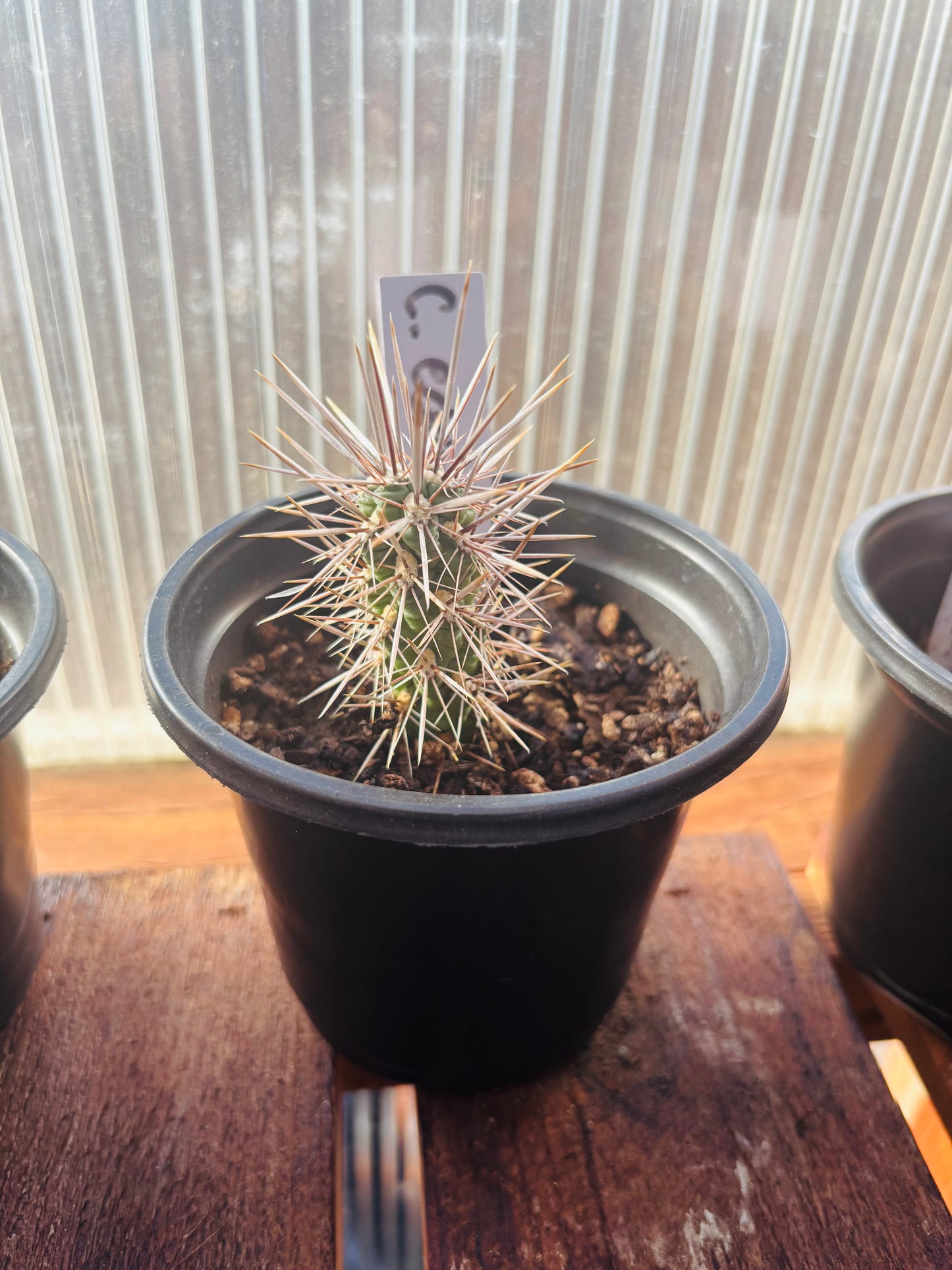 Cholla 'Oregon Haze' (Cylindropuntia echinocarpa) COLD HARDY