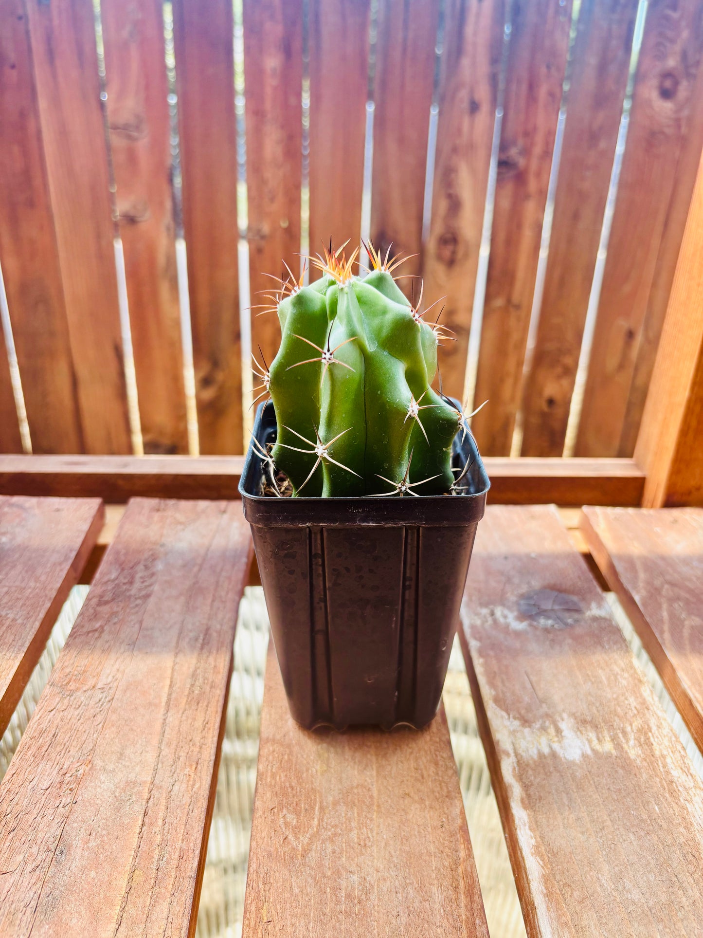 Claret Cup Cactus 'Alamogordo' (E. triglochidiatus x) COLD HARDY