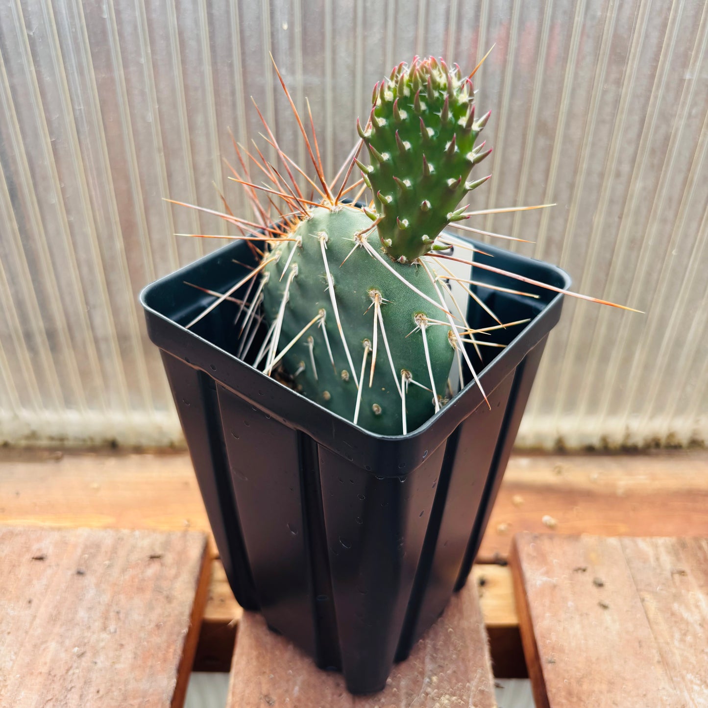 Prickly Pear Cactus 'Sedona Sunset' (O. polyacantha x) HARDY