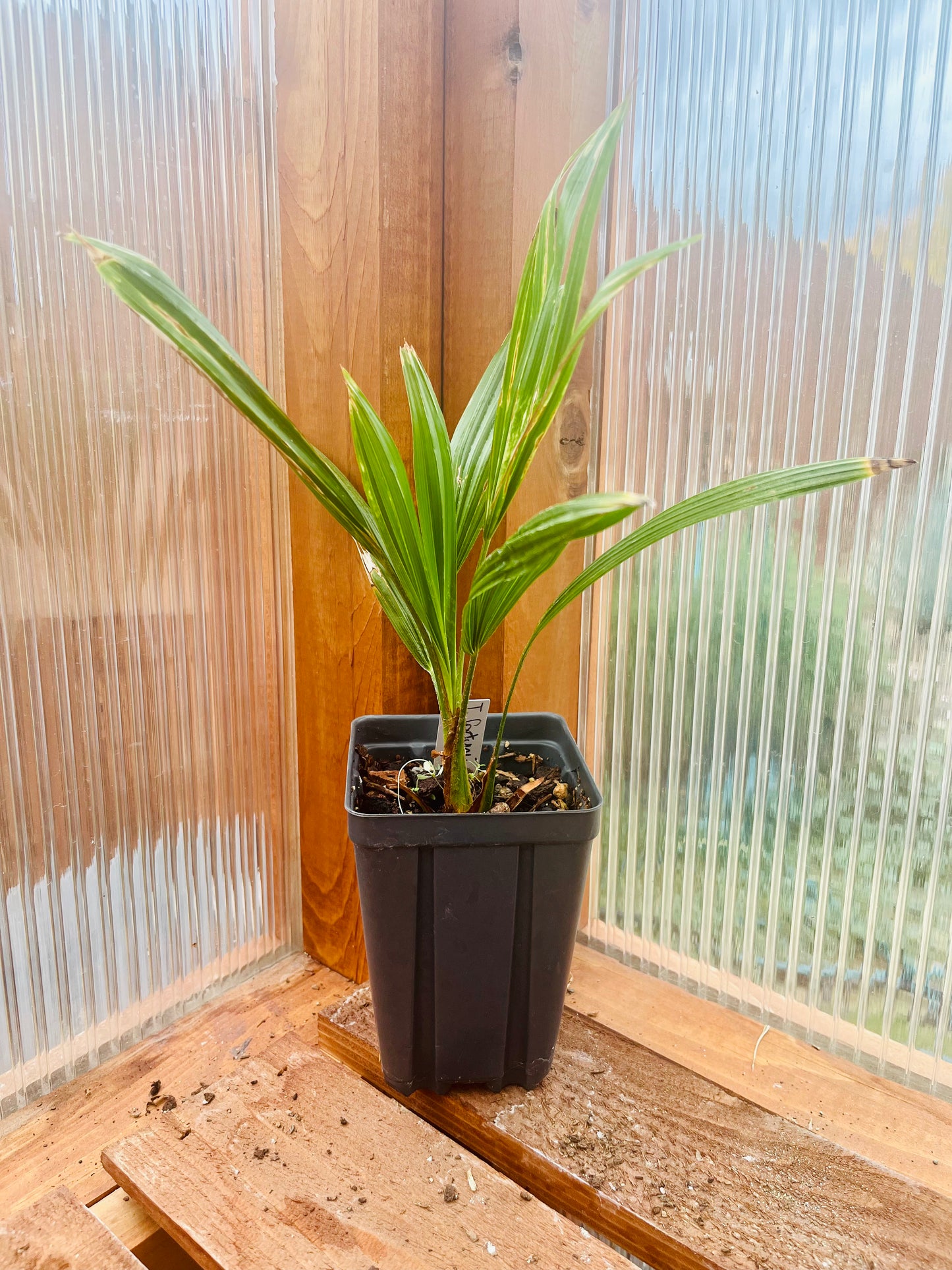 Trachycarpus fortunei 'Tesan' Windmill Palm COLD HARDY