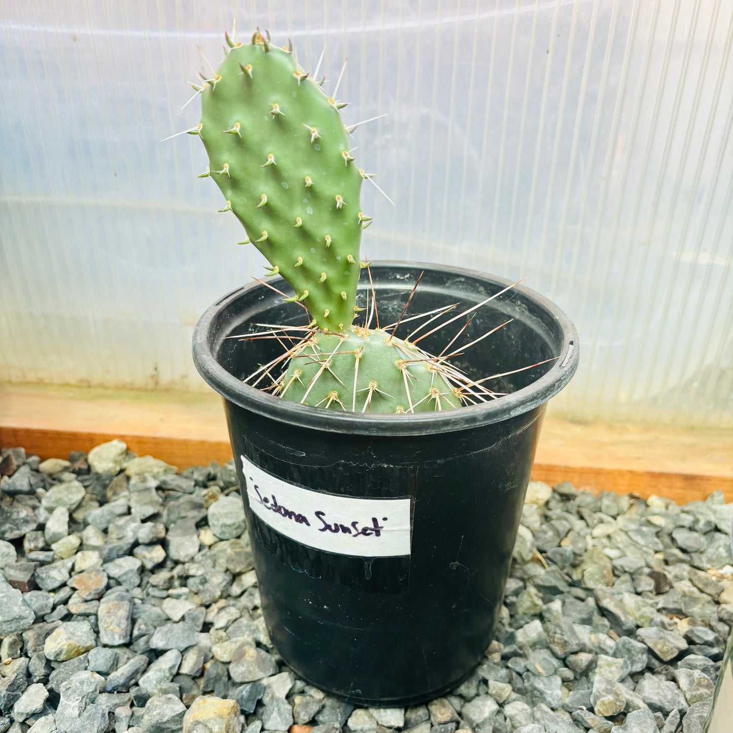 Prickly Pear Cactus 'Sedona Sunset' (O. polyacantha x) HARDY