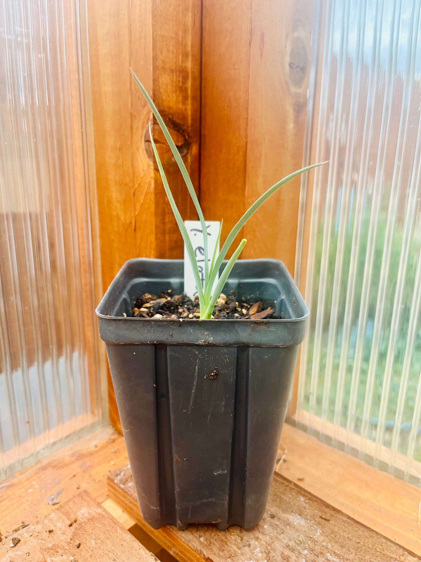Yucca elata 'Soaptree Yucca' COLD HARDY Zone 5!