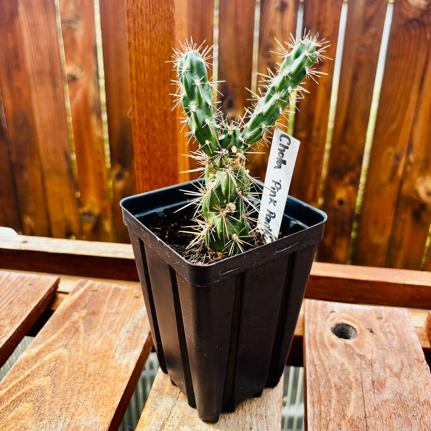 Cholla Cactus 'Pink Panther' (imbricata x) COLD HARDY
