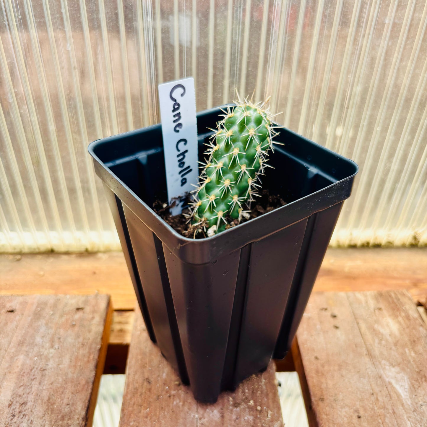 Cane Cholla Cactus 'NM' (C. spinosior) - COLD HARDY