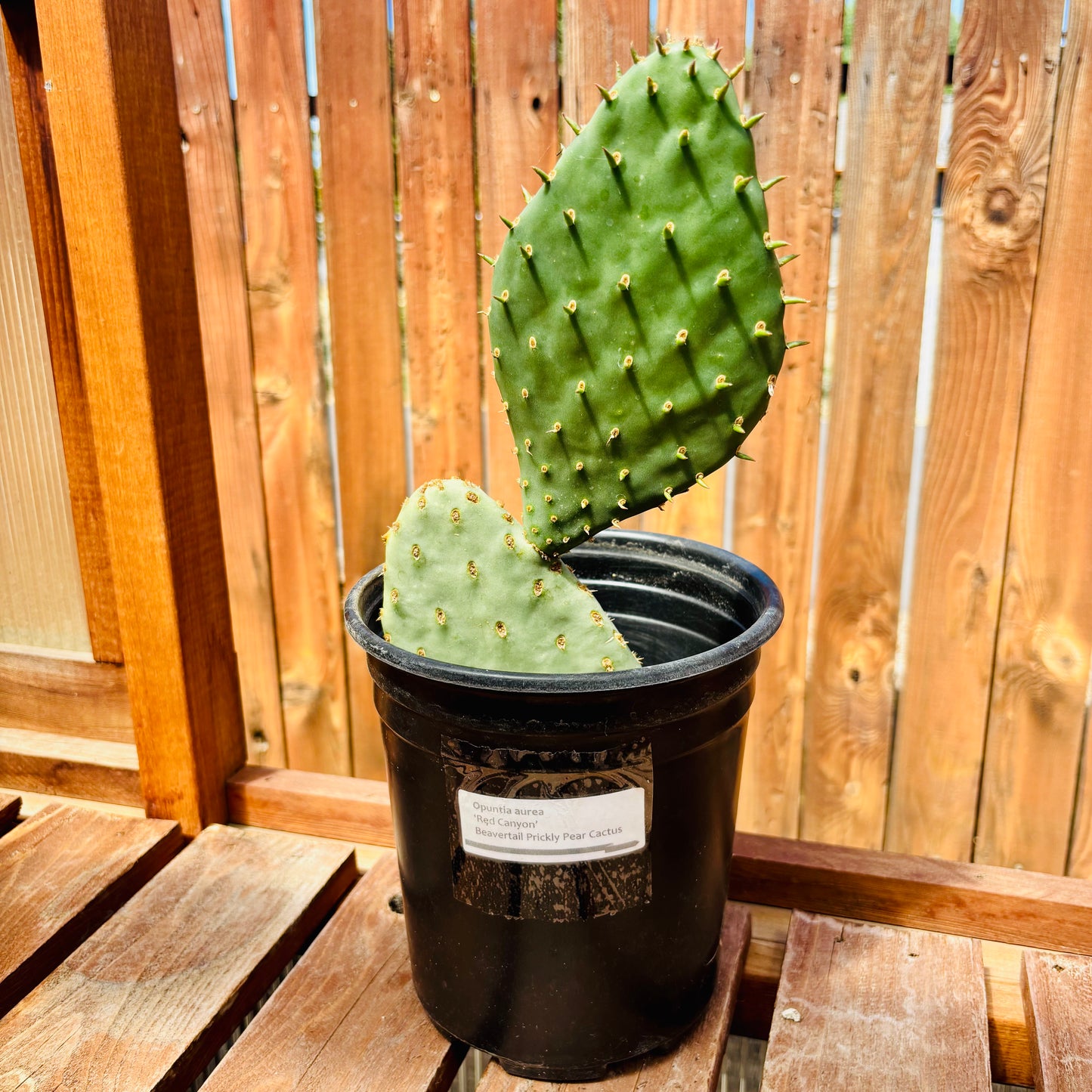 Beavertail Cactus 'Red Canyon' (Opuntia auera) COLD HARDY