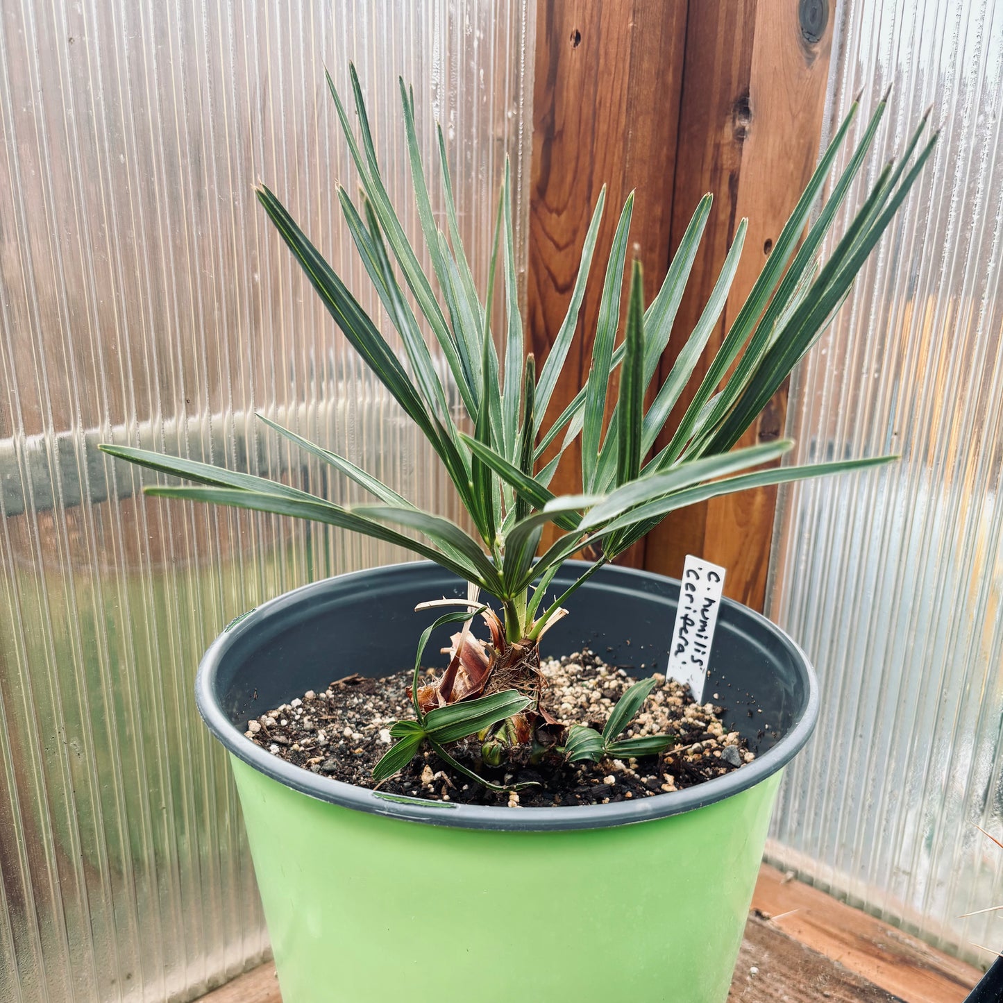 Chamaerops humilis 'Cerifera' COLD HARDY