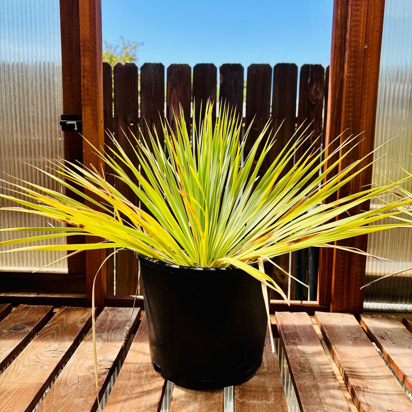 Yucca rostrata Oregon Blue 'Beaked Yucca' COLD HARDY