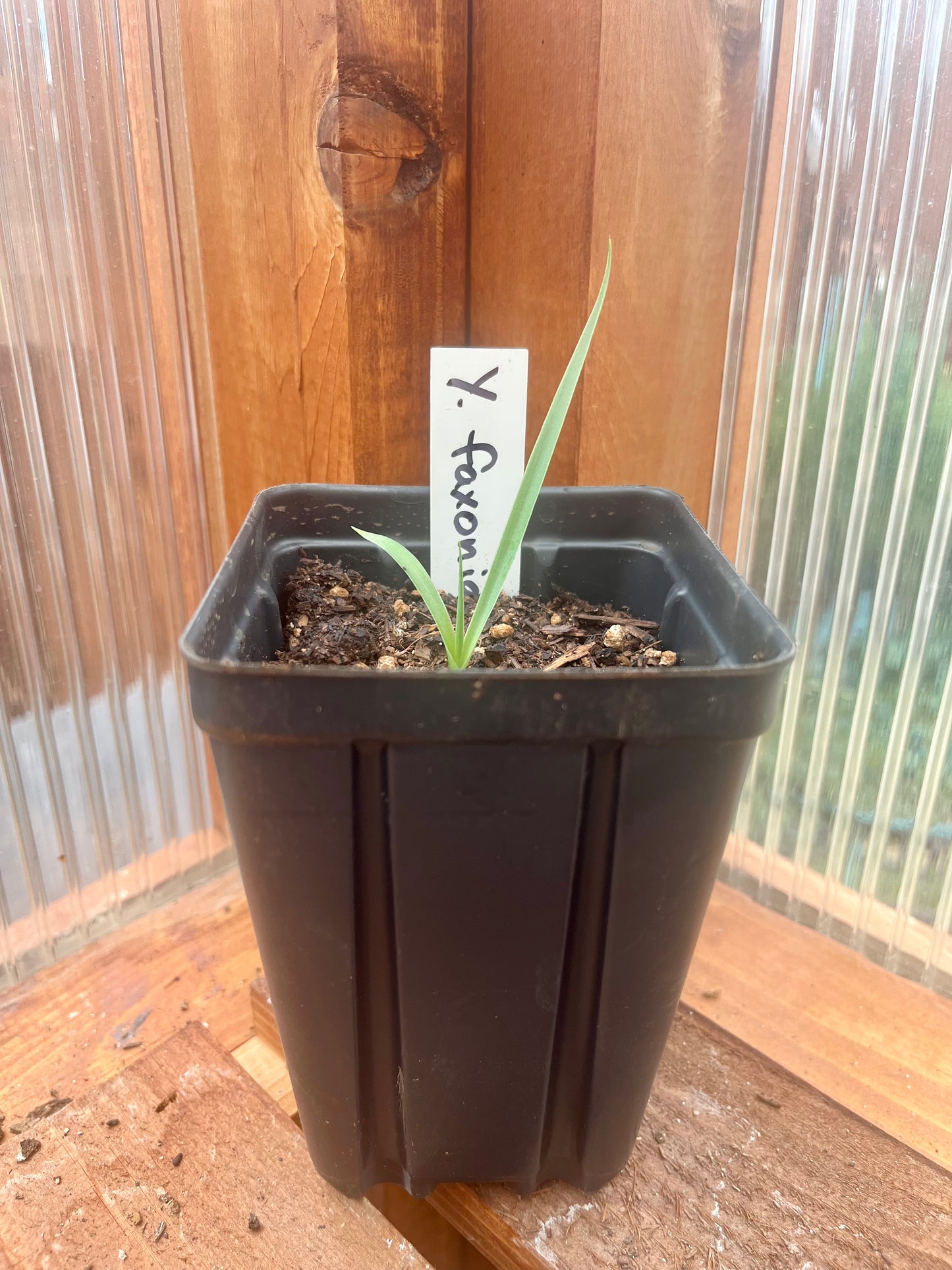 Yucca faxoniana (Giant Spanish Dagger) COLD HARDY
