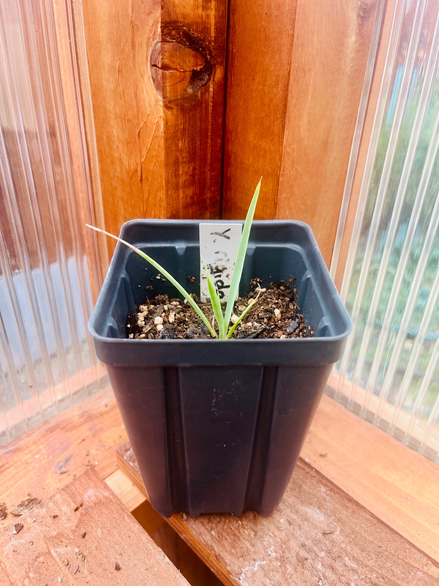 Yucca rigida 'Blue Yucca' Oregon COLD HARDY