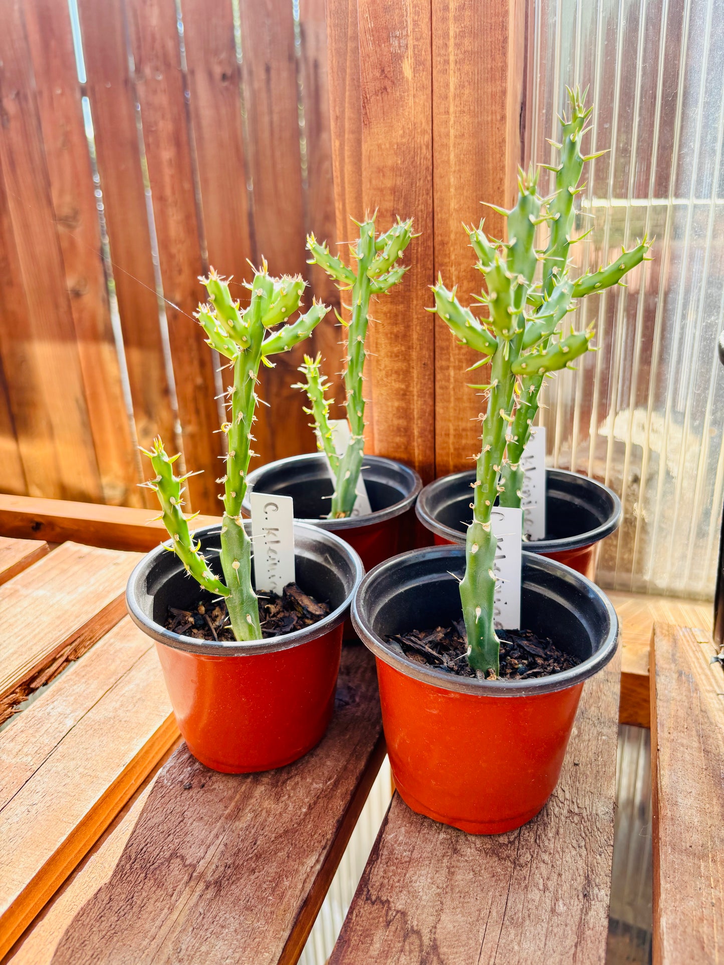Candle Cholla Cactus (Cylindropuntia kleiniae) - COLD HARDY