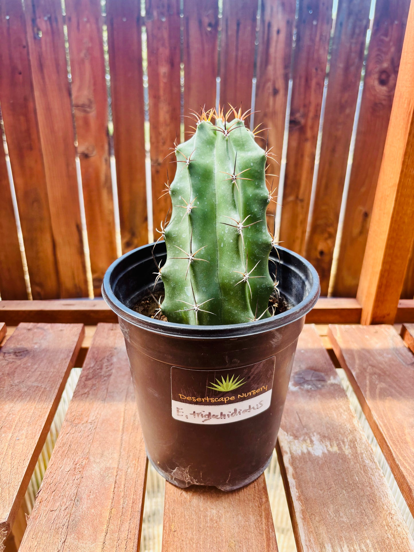 Claret Cup Cactus 'Alamogordo' (E. triglochidiatus x) COLD HARDY