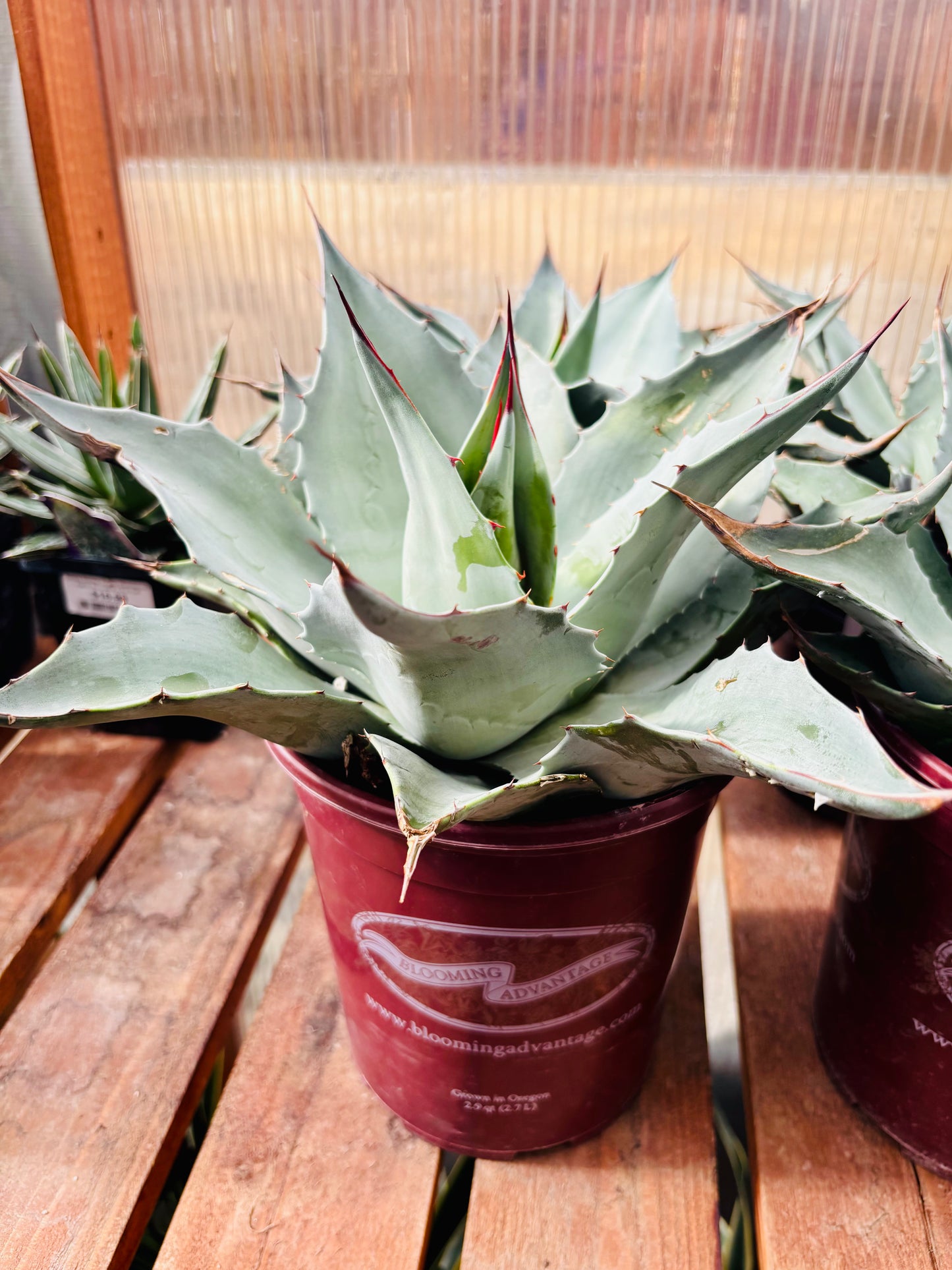Agave ovatifolia 'Oregon Blue' Century Plant - COLD HARDY!