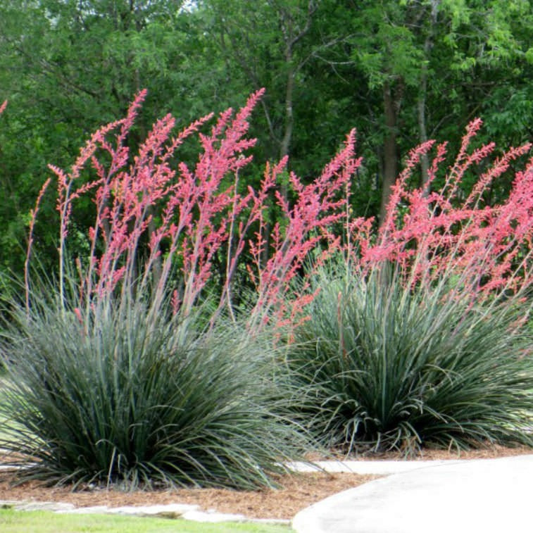 Hesperaloe parviflora (Red Yucca) COLD HARDY - Seeds!