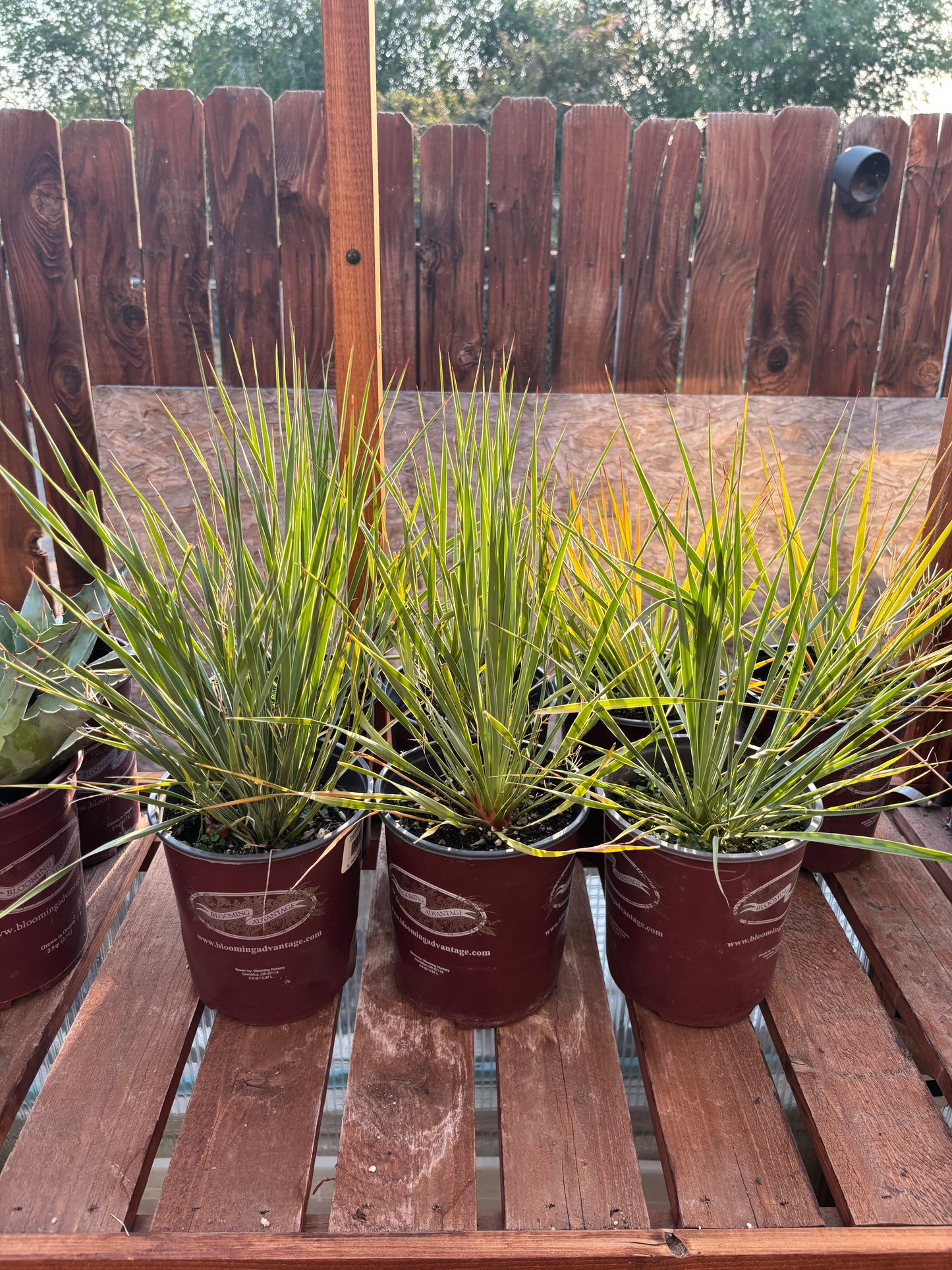 Yucca rostrata Oregon Blue 'Beaked Yucca' COLD HARDY