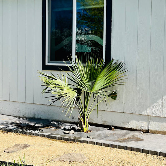 Sabal Palm ‘Oregon Hybrid’ Palm Tree - COLD HARDY